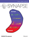 <b>SYNAPSE</b>