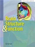 Brain Structure & Function